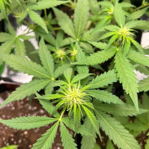 Candy Bubatz XL Auto  growlog timeline photo