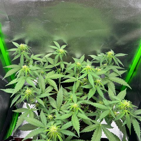 Candy Bubatz XL Auto  growlog timeline photo
