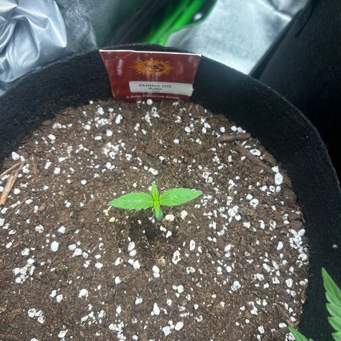Zkittlez OG  growlog timeline photo