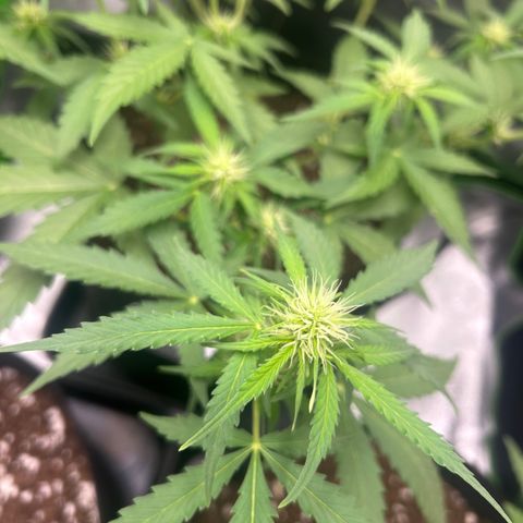 Candy Bubatz XL Auto  growlog timeline photo