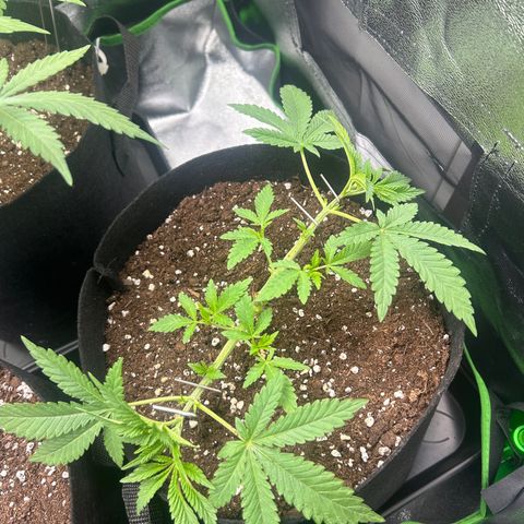 Super Silva haze  growlog timeline photo