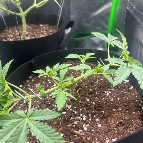 Super Silva haze  growlog timeline photo