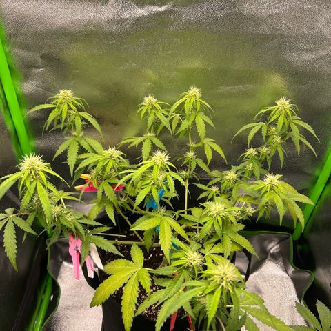 Candy Bubatz XL Auto  growlog timeline photo