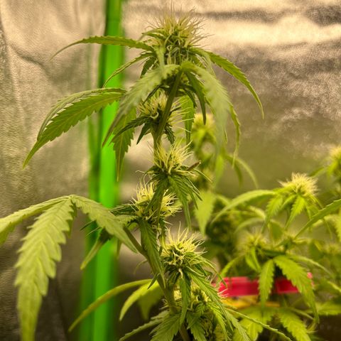 Candy Bubatz XL Auto  growlog timeline photo