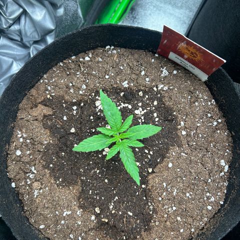 Zkittlez OG  growlog timeline photo