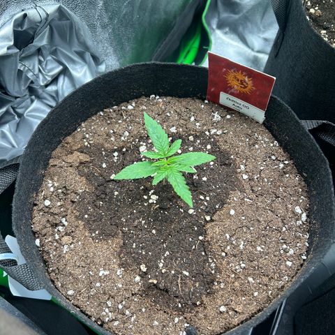 Zkittlez OG  growlog timeline photo