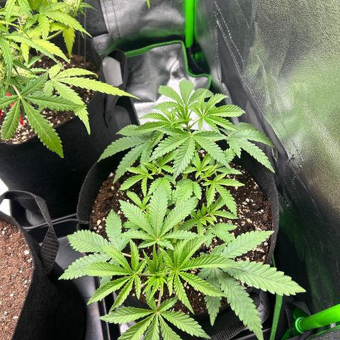 Super Silva haze  growlog timeline photo