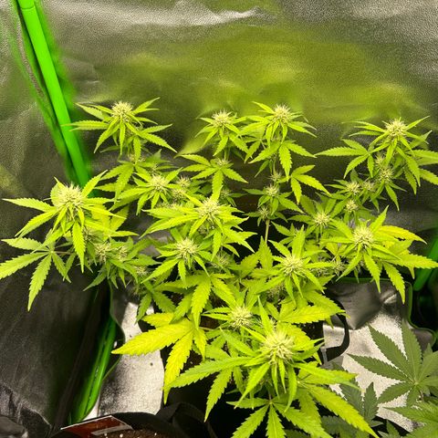 Candy Bubatz XL Auto  growlog timeline photo