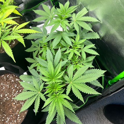 Super Silva haze  growlog timeline photo