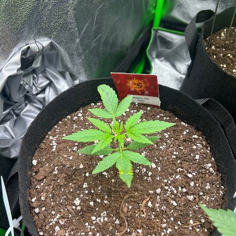 Zkittlez OG  growlog timeline photo