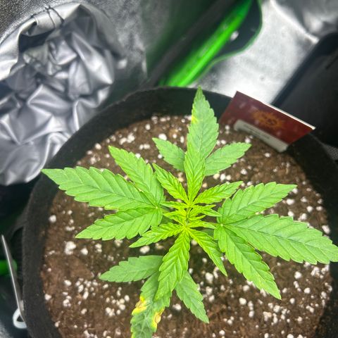 Zkittlez OG  growlog timeline photo