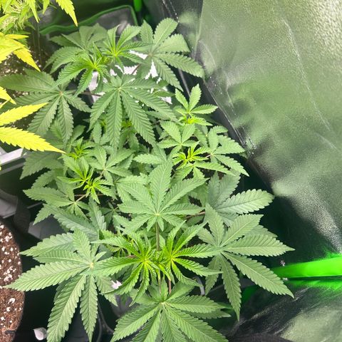 Super Silva haze  growlog timeline photo