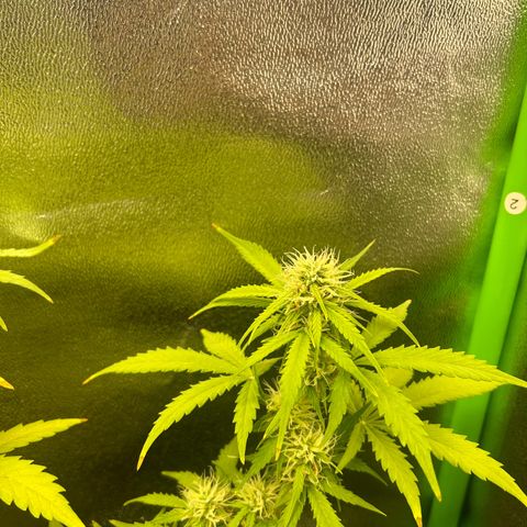 Candy Bubatz XL Auto  growlog timeline photo