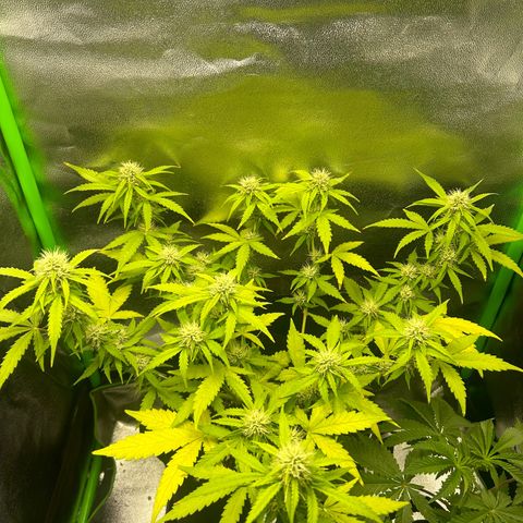 Candy Bubatz XL Auto  growlog timeline photo