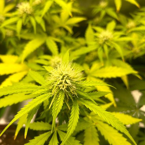Candy Bubatz XL Auto  growlog timeline photo