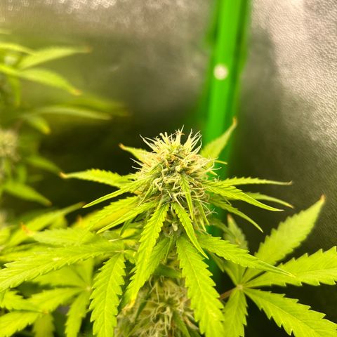 Candy Bubatz XL Auto  growlog timeline photo