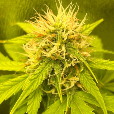 Candy Bubatz XL Auto  growlog timeline photo