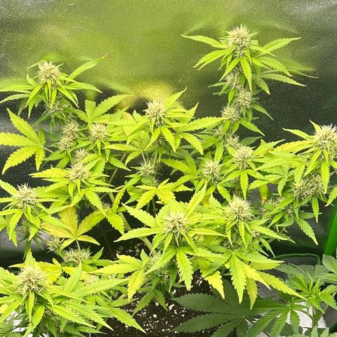 Candy Bubatz XL Auto  growlog timeline photo