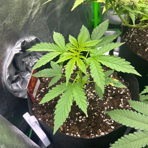 Zkittlez OG  growlog timeline photo