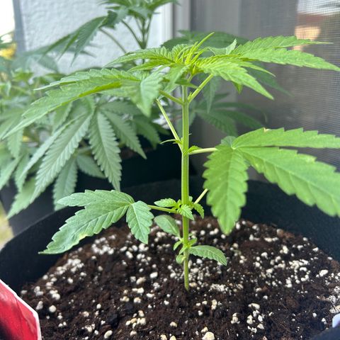 Zkittlez OG  growlog timeline photo