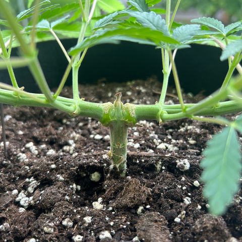Super Silva haze  growlog timeline photo