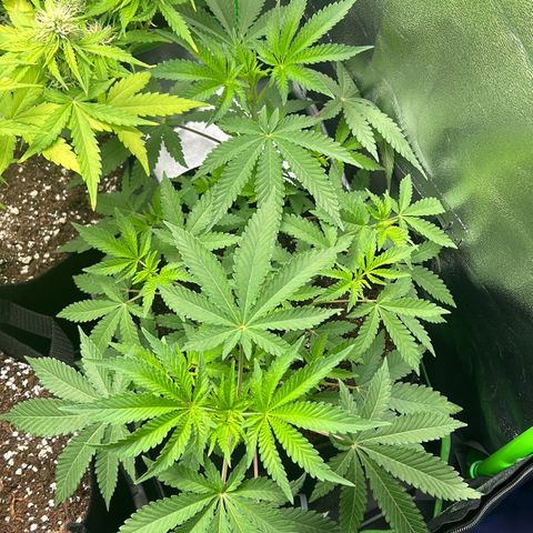Super Silva haze  growlog timeline photo