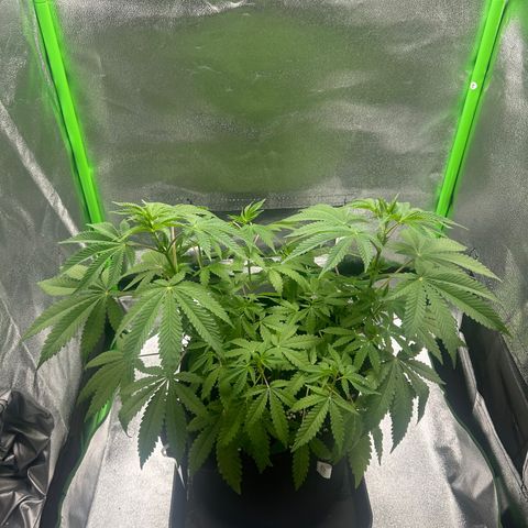 Super Silva haze  growlog timeline photo