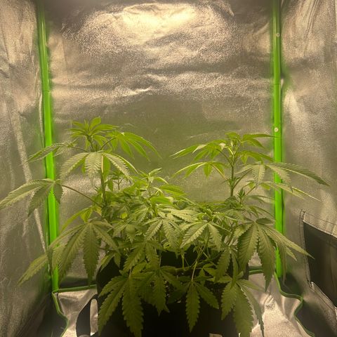 Super Silva haze  growlog timeline photo