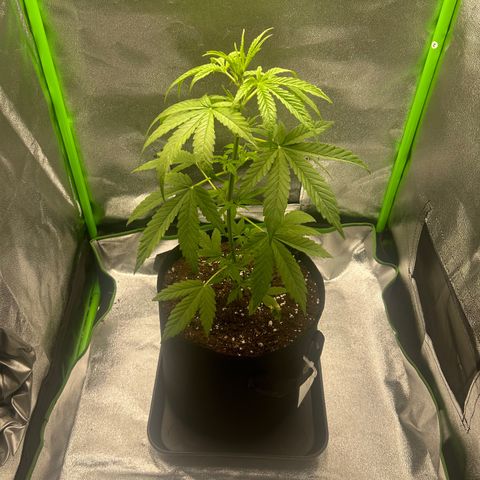 Zkittlez OG  growlog timeline photo