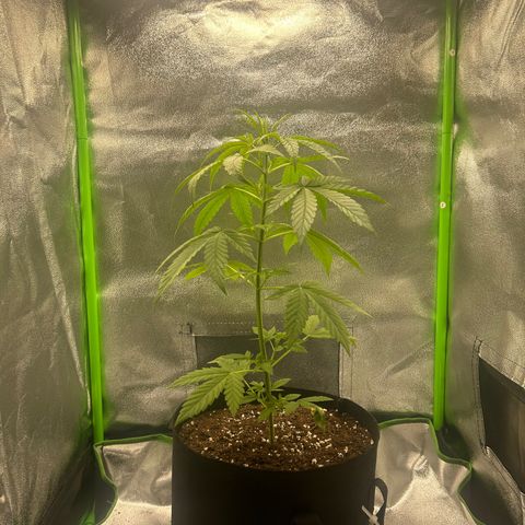 Zkittlez OG  growlog timeline photo