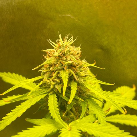Candy Bubatz XL Auto  growlog timeline photo