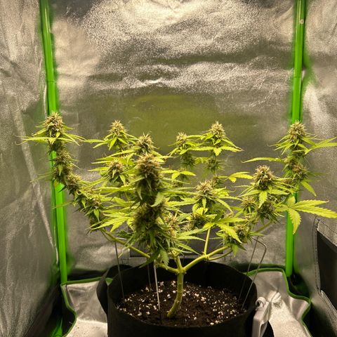 Candy Bubatz XL Auto  growlog timeline photo
