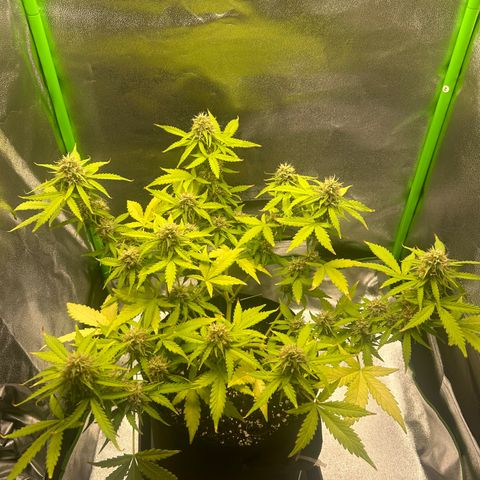 Candy Bubatz XL Auto  growlog timeline photo