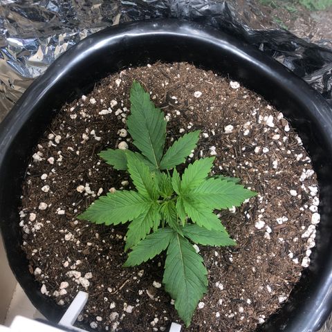 PURPLE PUNCH #1 growlog timeline photo
