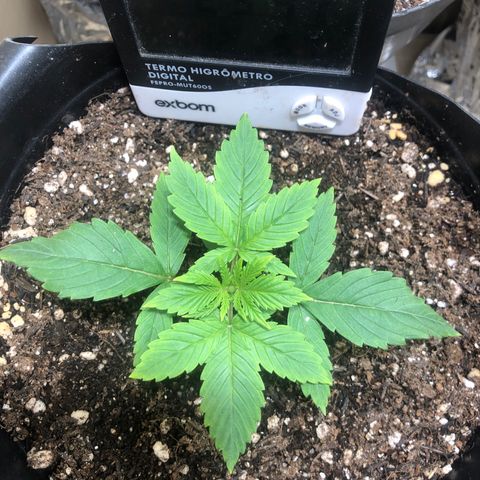 PURPLE PUNCH #2 growlog timeline photo
