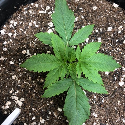 PURPLE PUNCH #1 growlog timeline photo