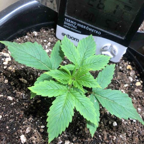 PURPLE PUNCH #2 growlog timeline photo