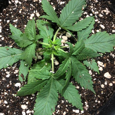 PURPLE PUNCH #1 growlog timeline photo