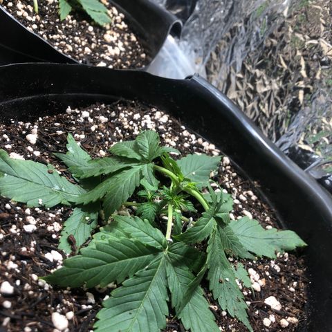PURPLE PUNCH #1 growlog timeline photo