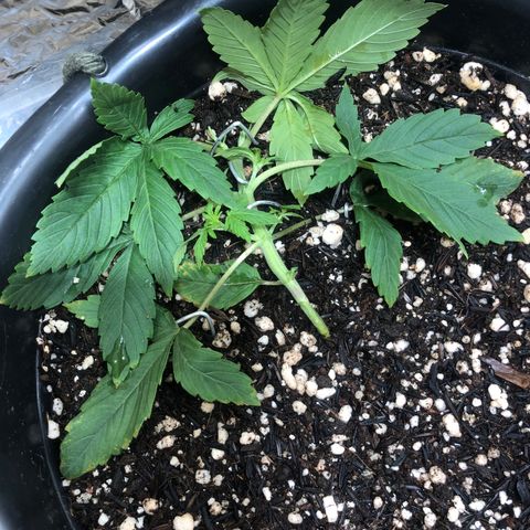PURPLE PUNCH #2 growlog timeline photo