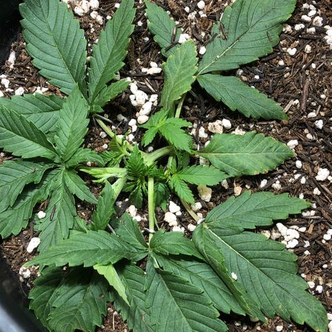 PURPLE PUNCH #1 growlog timeline photo
