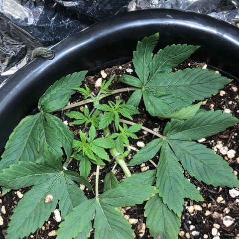 PURPLE PUNCH #2 growlog timeline photo