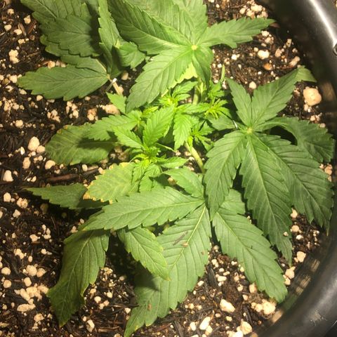 PURPLE PUNCH #1 growlog timeline photo