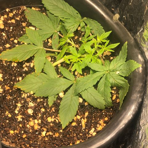 PURPLE PUNCH #2 growlog timeline photo