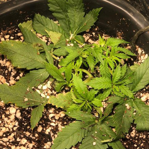 PURPLE PUNCH #1 growlog timeline photo