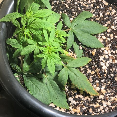 PURPLE PUNCH #2 growlog timeline photo