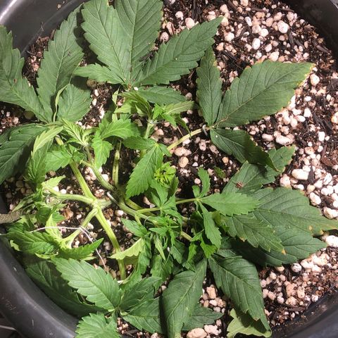 PURPLE PUNCH #1 growlog timeline photo