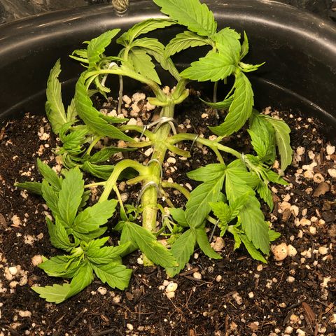PURPLE PUNCH #2 growlog timeline photo