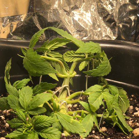 PURPLE PUNCH #2 growlog timeline photo