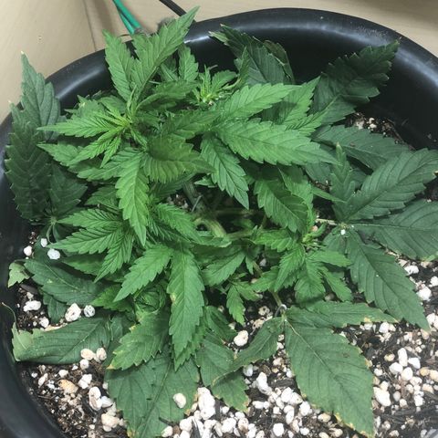 PURPLE PUNCH #1 growlog timeline photo